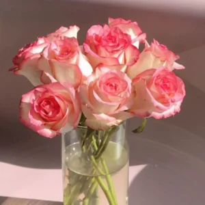 Premium Rose Plant – Beautiful Flowering Plant for Your Garden